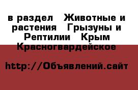  в раздел : Животные и растения » Грызуны и Рептилии . Крым,Красногвардейское